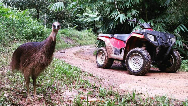 Enjoy a guided ATV tour through the oldest rainforest on earth and meet the local Cassowaries!