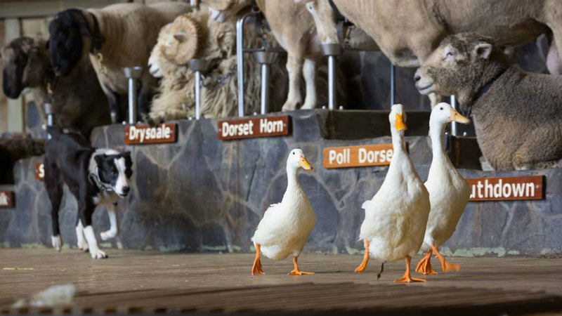 Come and see the  legendary Agrodome Farm Show! Every aspect of farming in a full hour of  family entertainment.