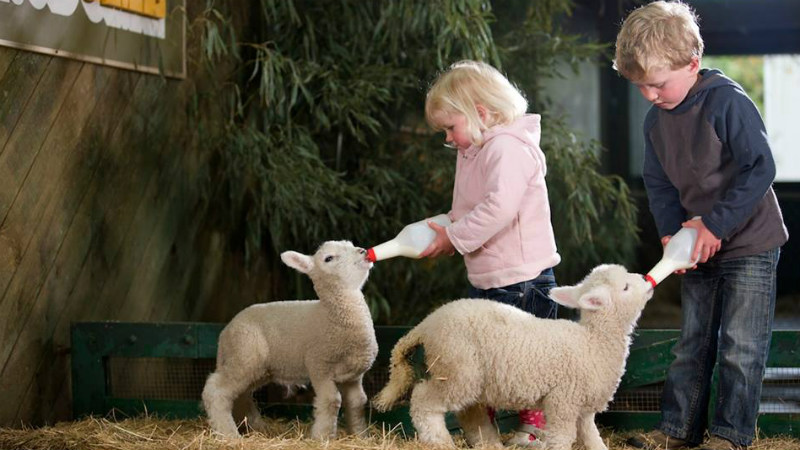 Come and see the  legendary Agrodome Farm Show! Every aspect of farming in a full hour of  family entertainment.