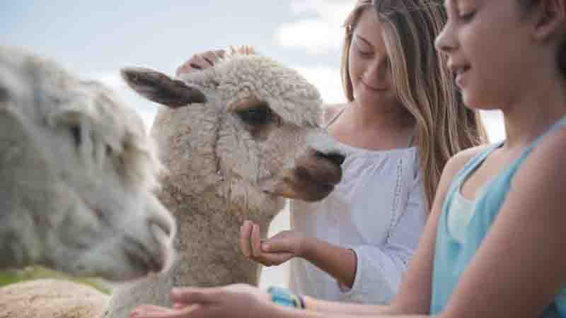 Join this wonderful guided Tour of The Agrodome, feed the animals by hand and check out the Orchard and taste locally produced products.