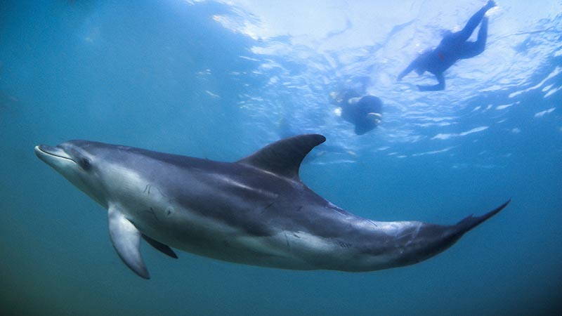 Experience the adventure of a lifetime on an exciting 3 hour Dolphin and Seal Swim Cruise on the sheltered shallow waters of Port Phillip Bay...