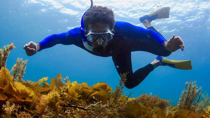Experience the adventure of a lifetime on an exciting 3 hour Dolphin and Seal Swim cruise on the sheltered shallow waters of Port Phillip Bay.