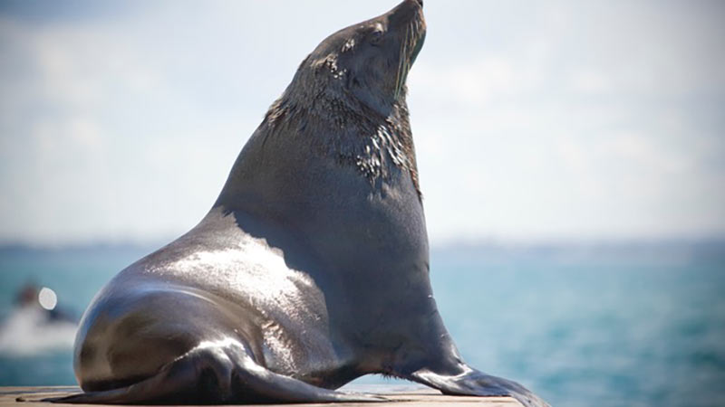 Join Moonraker Charters for an exciting Dolphin and Seal Adventure Cruise and get up close and personal to Sorrento's vast array of fascinating wildlife!