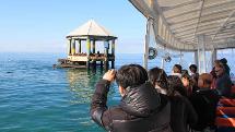 3hr Dolphin and Seal Sightsee Cruise - Sorrento - Moonraker Charters