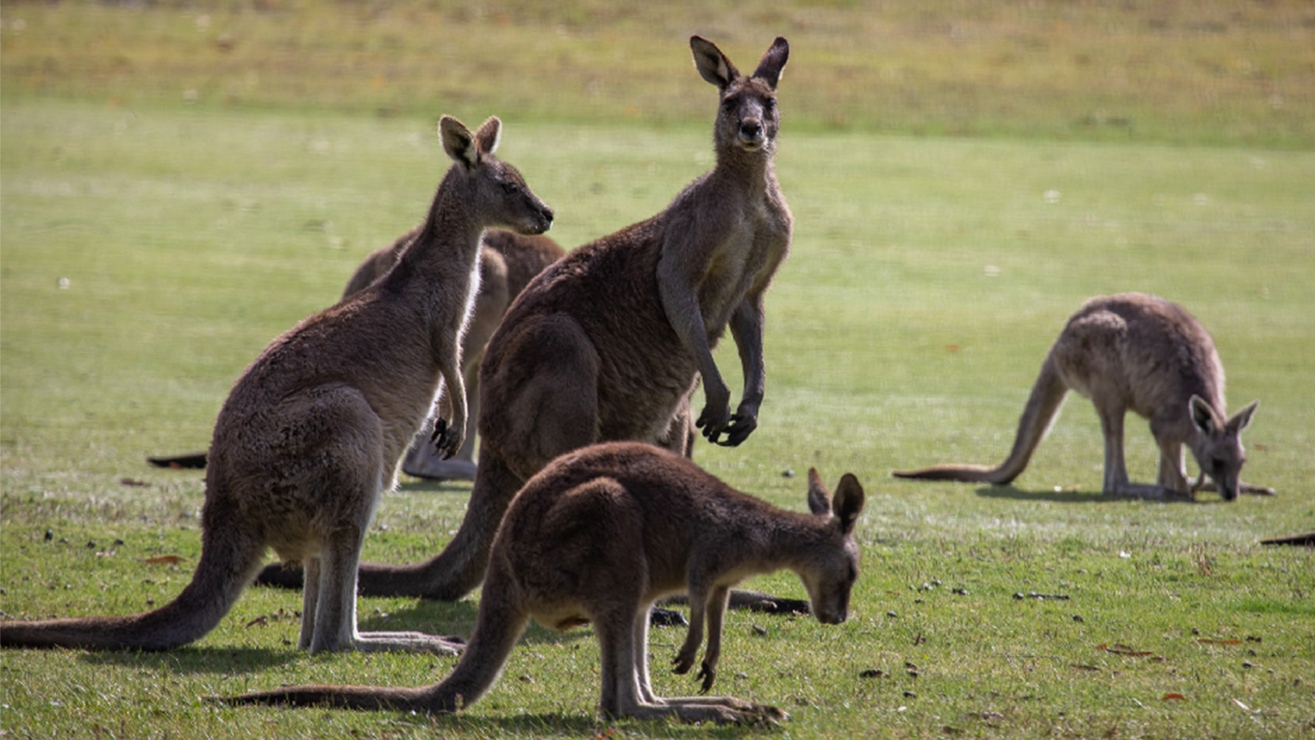 Join us on the perfect road trip for the backpackers, international students and young traveller, taking in all the best views and experiences along the coast!