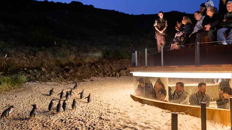 Join Go West on their Phillip Island Penguin Parade Tour ex Melbourne and be sure to get you acquainted with the cutest little penguins in Australia...