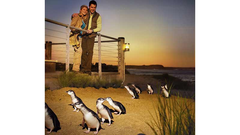 Join Go West on their Phillip Island Penguin Parade Tour ex Melbourne and be sure to get you acquainted with the cutest little penguins in Australia...