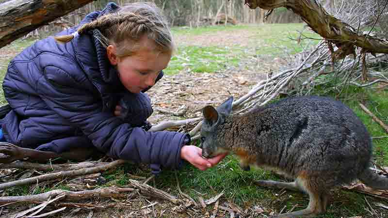 Join Go West on their Phillip Island Penguin Parade Tour ex Melbourne and be sure to get you acquainted with the cutest little penguins in Australia...