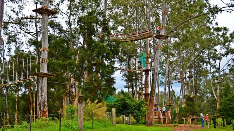 Experience trees like never before and unleash your inner monkey at Trees Adventure - Sydney’s ultimate eco-adventure!