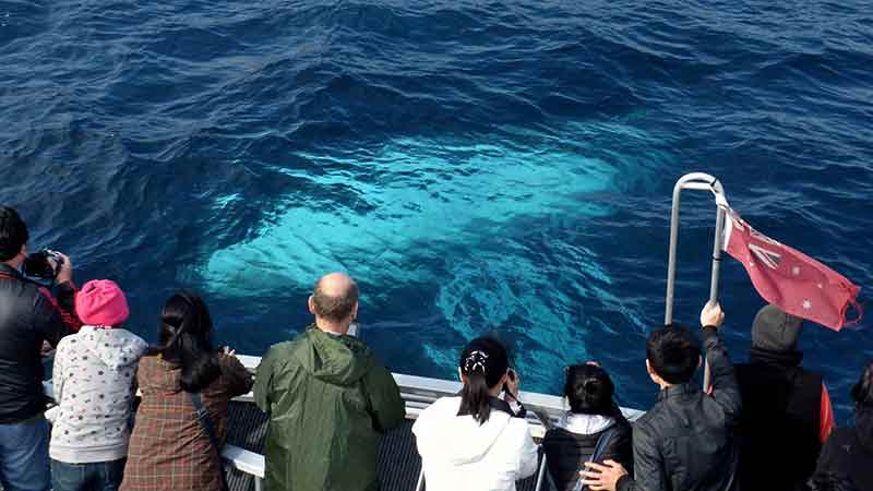 An exhilarating 4-hour whale watching cruise to see these magnificent creatures and learn interesting facts about their migration and behaviour patterns.