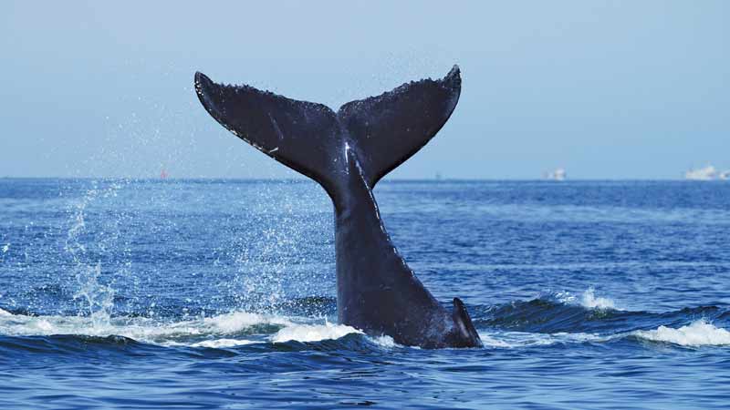 An exhilarating 4-hour whale watching cruise to see these magnificent creatures and learn interesting facts about their migration and behaviour patterns.