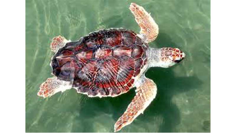 Join Whitsundays Sailing Outrigger Tours on a 2 hour eco tour around Pigeon Island