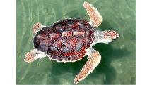 Turtle Discovery - 2 hour Sailing Outrigger Tour