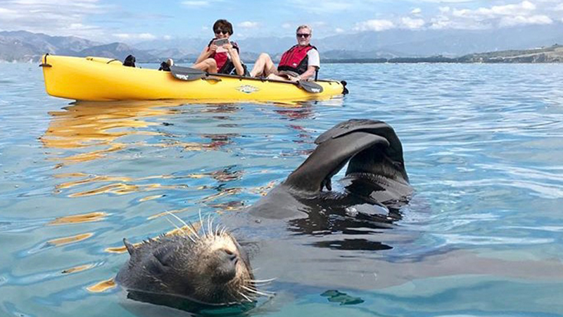 Explore the gorgeous marine life and pristine views of the Kaikoura Peninsular as you glide across the water in New Zealand’s first hands-free seal viewing kayak tour.