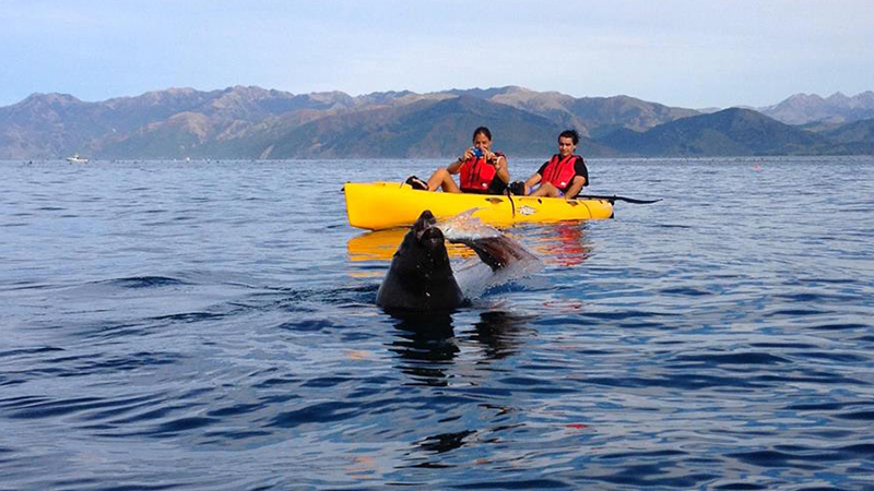 Explore the gorgeous marine life and pristine views of the Kaikoura Peninsular as you glide across the water in New Zealand’s first hands-free seal viewing kayak tour.