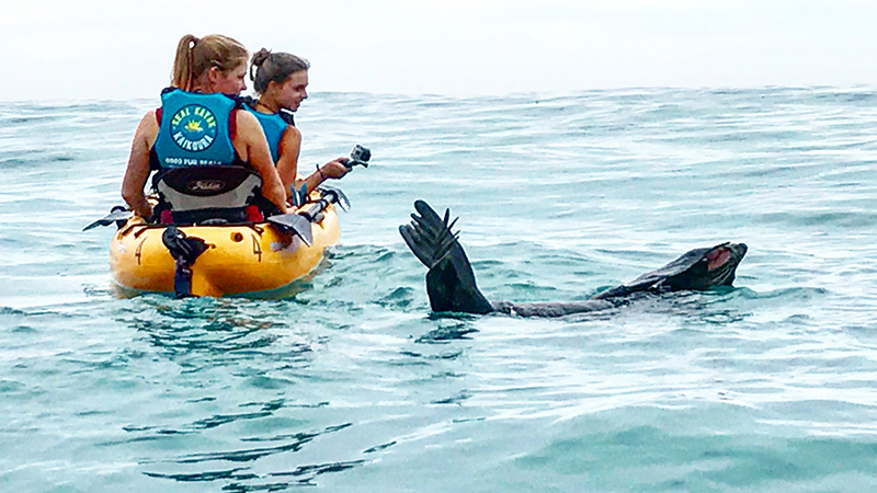 Explore the gorgeous marine life and pristine views of the Kaikoura Peninsular as you glide across the water in New Zealand’s first hands-free seal viewing kayak tour.