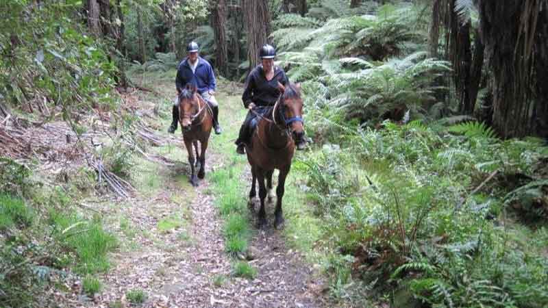 Join Horse Trekking Lake Okareka for a fantastic 2 hours of horse riding over stunning farmland to the beautiful and picturesque sandy shores of Lake Okareka