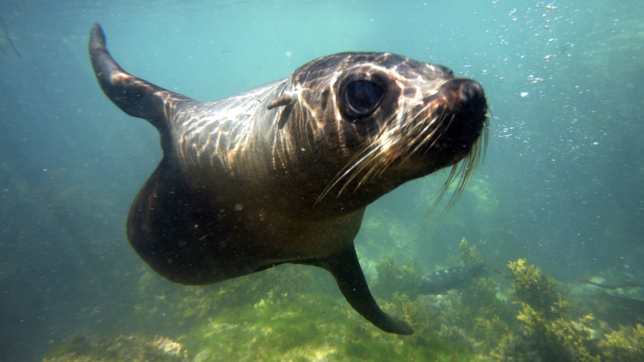 Snorkelling with wild New Zealand Fur Seals, in the shallow waters of the beautiful Kaikoura Peninsula. A very rare unique experience, anywhere in the world.