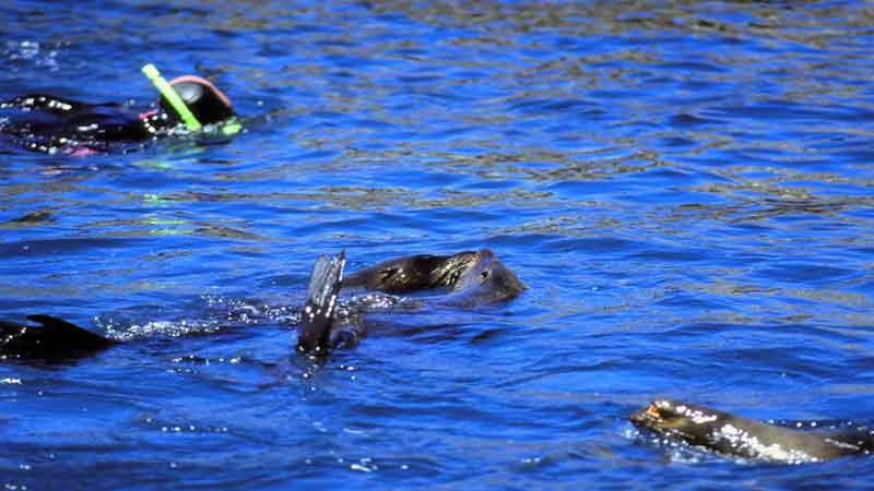 Snorkelling with wild New Zealand Fur Seals, in the shallow waters of the beautiful Kaikoura Peninsula. A very rare unique experience, anywhere in the world.