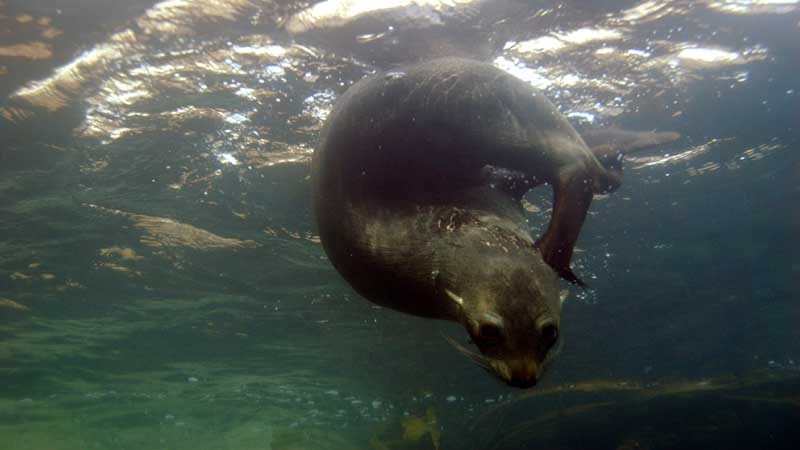 Snorkelling with wild New Zealand Fur Seals, in the shallow waters of the beautiful Kaikoura Peninsula. A very rare unique experience, anywhere in the world.