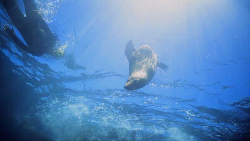 Snorkelling with wild New Zealand Fur Seals, in the shallow waters of the beautiful Kaikoura Peninsula. A very rare unique experience, anywhere in the world.