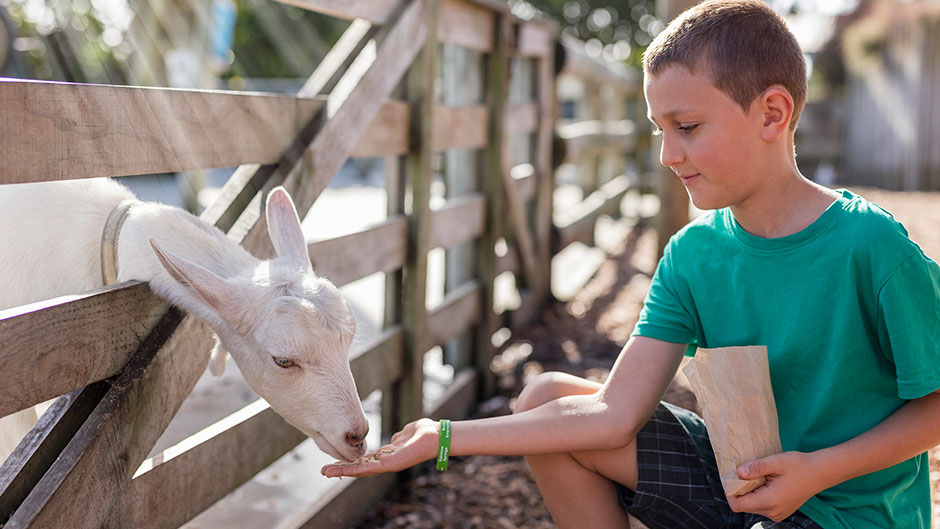 Located just minutes from Auckland International Airport, Butterfly Creek is a fun blend of animal exhibits and amazing interactive attractions!