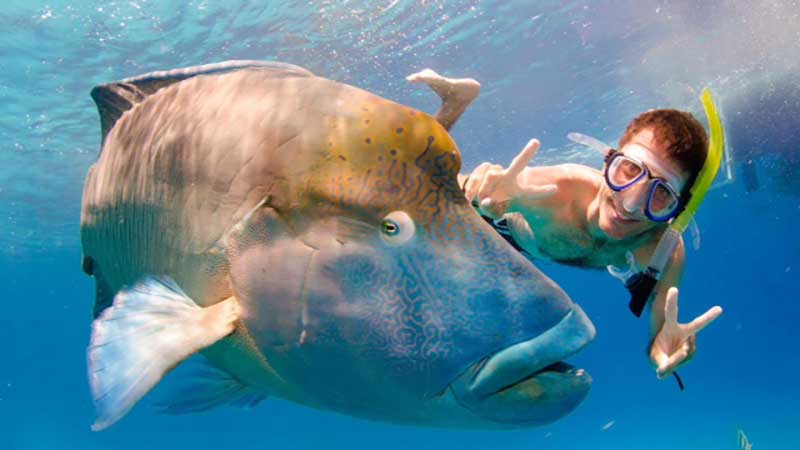 Join us on our new luxury vessel ReefQuest for a day of unlimited snorkeling on two different locations on the Great Barrier Reef