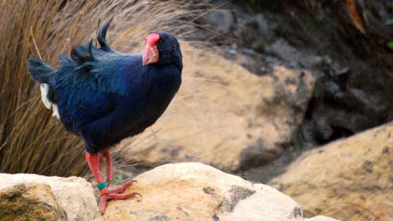 See native Kiwi, cheeky Kea, Tuatara and the very rare Takahe -  and much much more.  