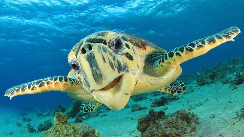 Join the team at Pioneer Adventures for a 45 minute Eco Bay Cruise around the smooth water bays in Airlie Beach