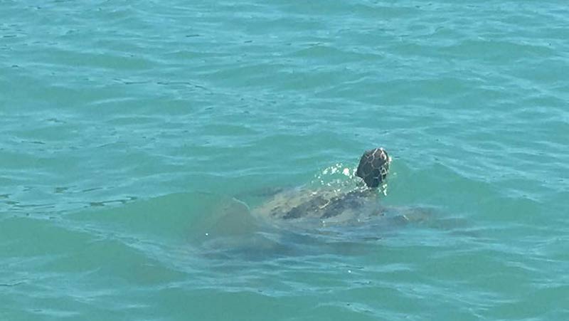 Join the team at Pioneer Adventures for a 45 minute Eco Bay Cruise around the smooth water bays in Airlie Beach