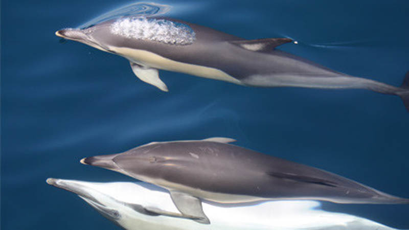 Dolphin Swimming deals Tauranga
