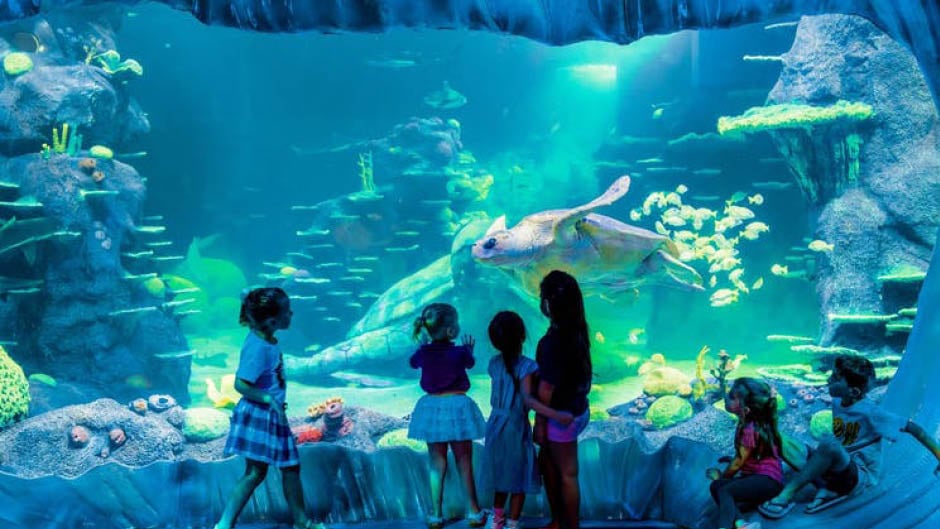 A Top 10 Sydney Attraction. Journey through SEA LIFE Sydney Aquarium’s extraordinary themed zones!