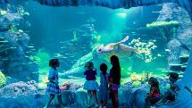 SEA LIFE Sydney Aquarium - Entry
