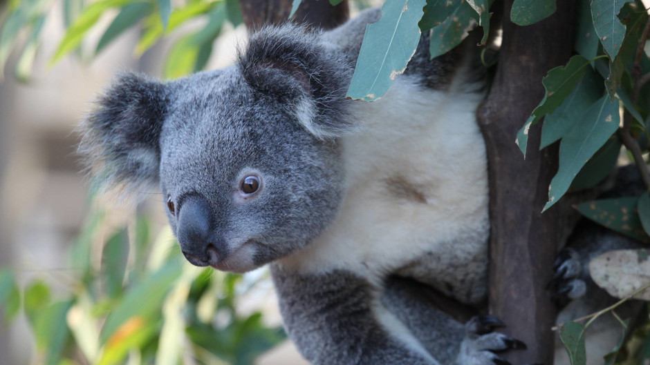 Wild Life Sydney Zoo Koala