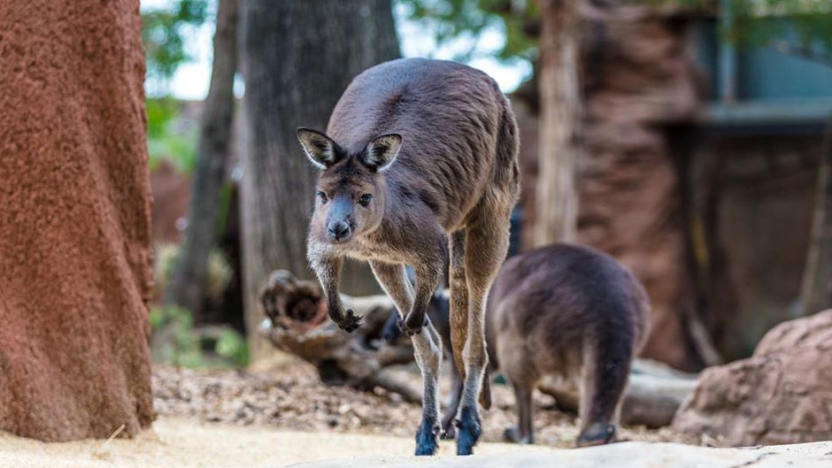 An outback adventure in the heart of the city! Walk through iconic Australian habitats and encounter loved, feared and unique Australian animals.
