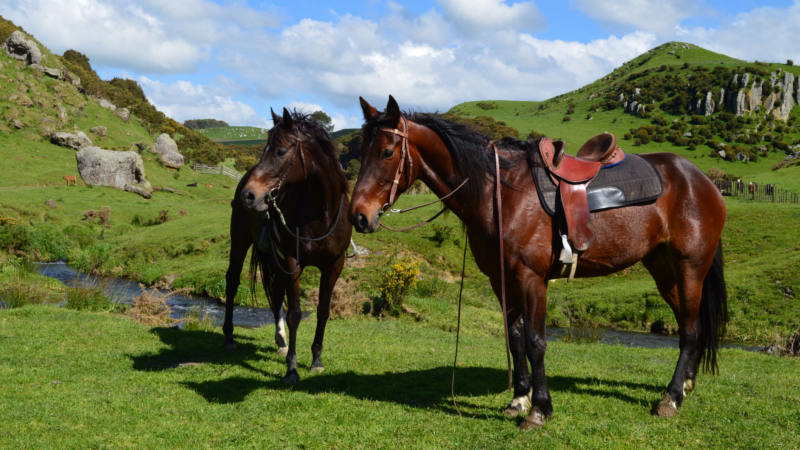 Experience an enchanting 2 hour horse trek through the beautiful Owairaka Valley with Stonehill Horse Treks!