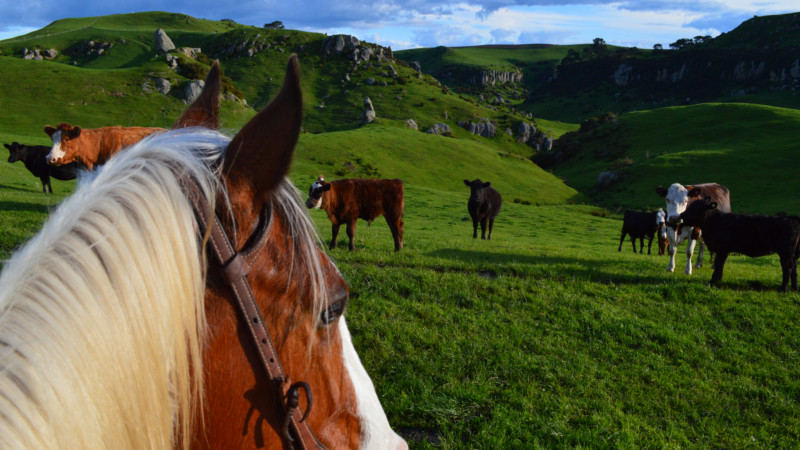 Experience an enchanting 2 hour horse trek through the beautiful Owairaka Valley with Stonehill Horse Treks!