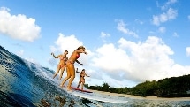 1 hour Surf Board Hire - Discovery Surf School
