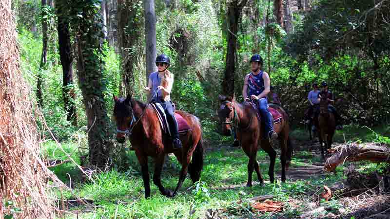 Join us for an unforgettable journey through one of Australia’s most luscious and abundant rainforests - by horseback!