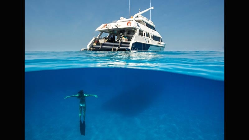 Join the crew aboard SeaQuest for a full day on the magnificent Great Barrier Reef with unlimited snorkelling and options to scuba dive, leaving from Cairns