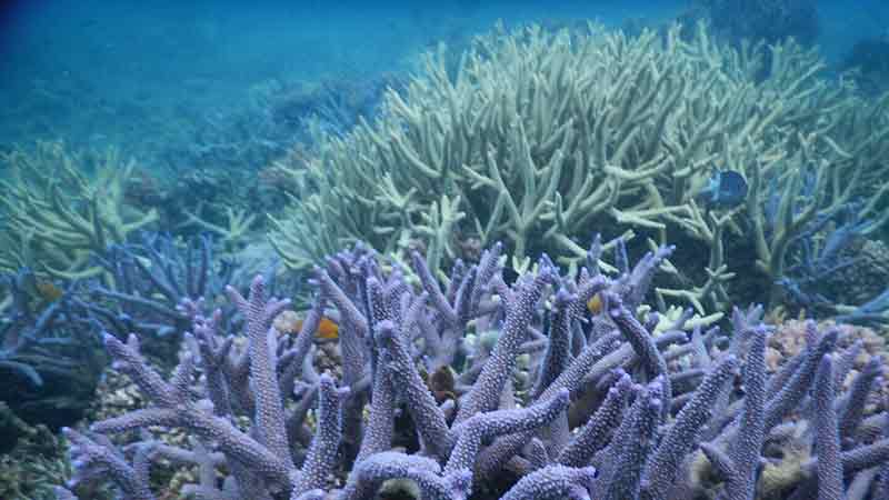 Join the crew aboard Ocean Adventurer II for a half day trip to the Great Barrier Reef departing from Palm Cove