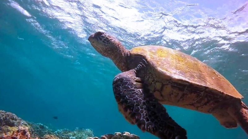 Snorkel Whitehaven Beach