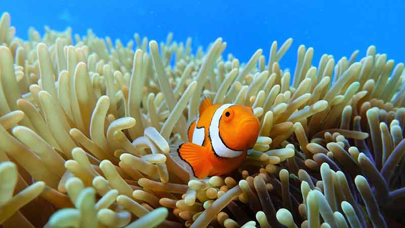 Join the team from Cairns Dive Centre aboard MV Sunkist for an epic day on the Great Barrier Reef! See the reef at its’ most pristine – we take you to the outer reef where you will see impressive coral formations and marine life at its best