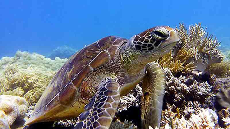 Join the team from Cairns Dive Centre aboard MV Sunkist for an epic day on the Great Barrier Reef! See the reef at its’ most pristine – we take you to the outer reef where you will see impressive coral formations and marine life at its best