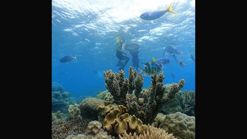 Join the team from Cairns Dive Centre aboard MV Sunkist for an epic day on the Great Barrier Reef! See the reef at its’ most pristine – we take you to the outer reef where you will see impressive coral formations and marine life at its best