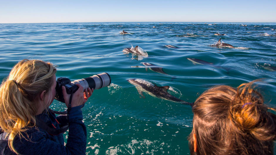 Get up close and personal to Kaikoura's incredible resident dusky dolphins in their stunning natural environment!