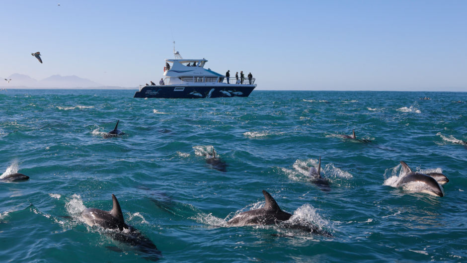 Get up close and personal to Kaikoura's incredible resident dusky dolphins in their stunning natural environment!