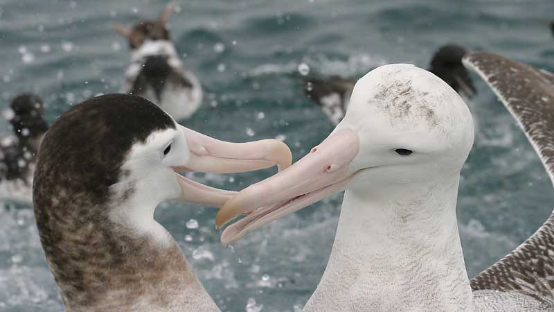 Get up close and personal with the largest wingspan on the planet!

