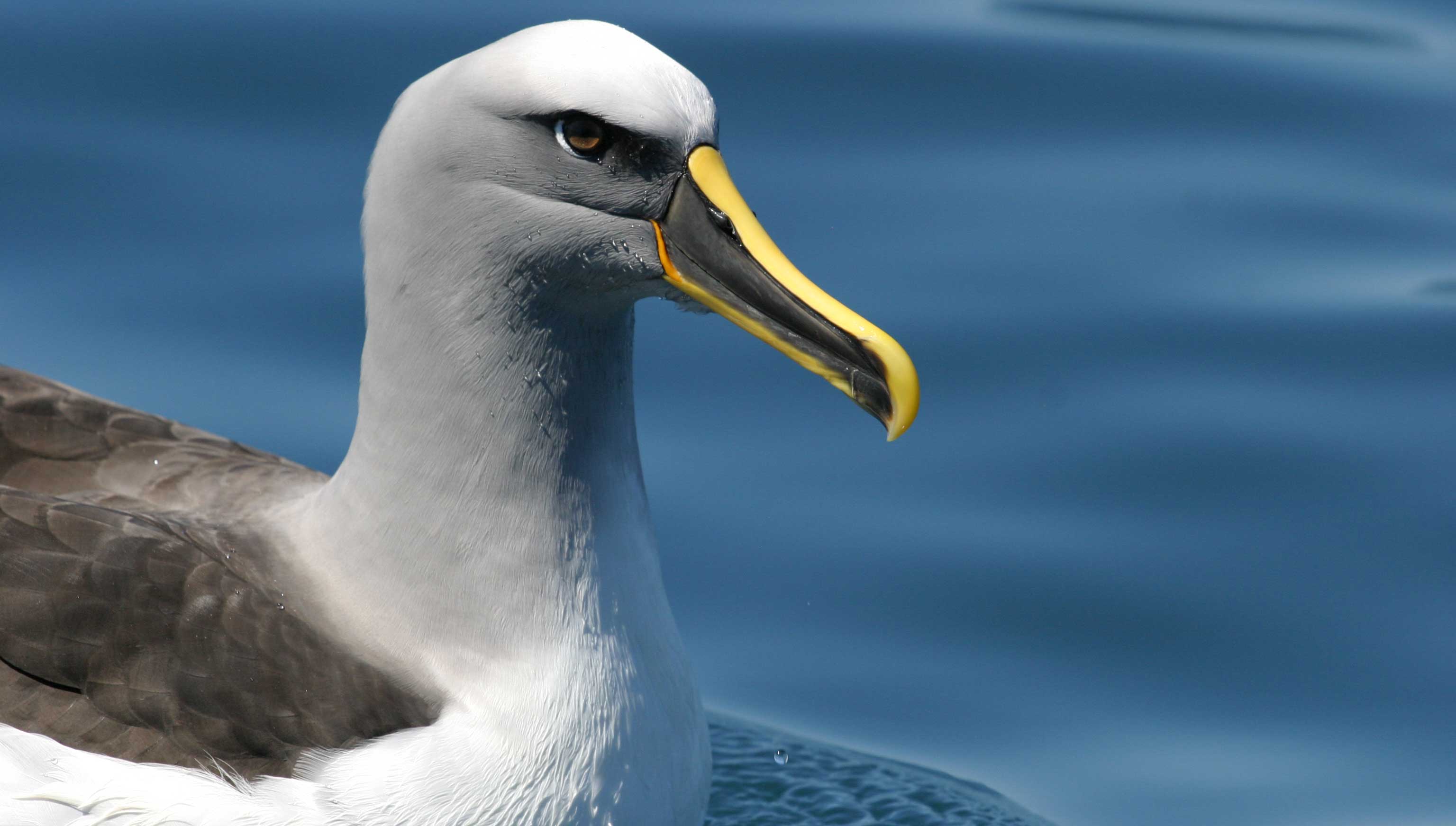 Get up close and personal with the largest wingspan on the planet!

