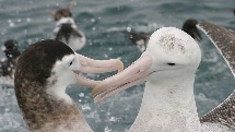 Kaikoura - Albatross Encounter Cruise Tour